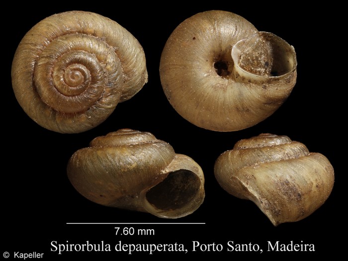 Spirorbula depauperata Spirorbula depauperata