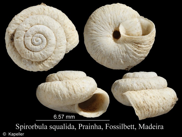 Spirorbula squalida