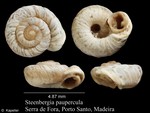 Steenbergia paupercula