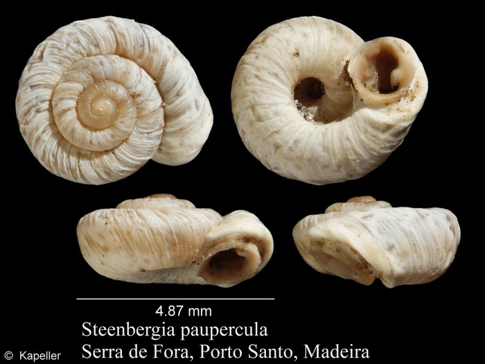 Steenbergia paupercula Steenbergia paupercula