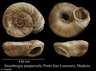 Steenbergia paupercula