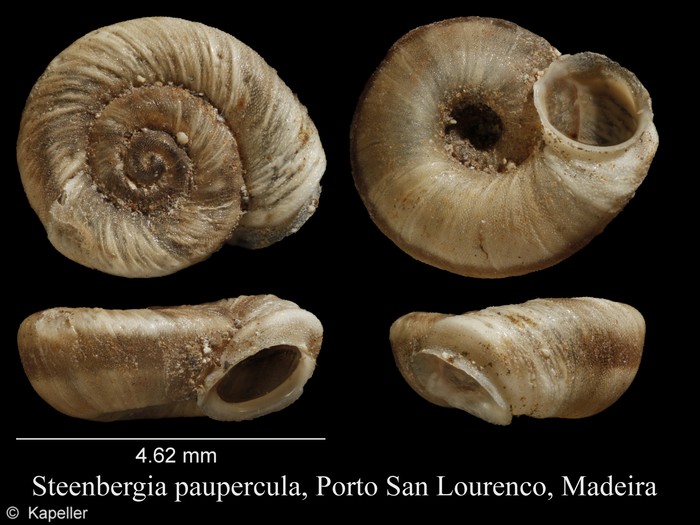 Steenbergia paupercula Steenbergia paupercula