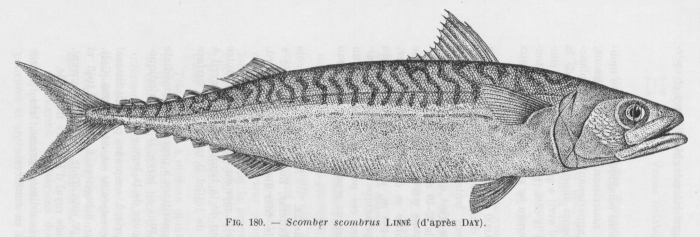 Poll (1947, fig. 180) Poll (1947, fig. 180)