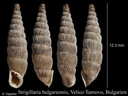 Strigillaria bulgariensis