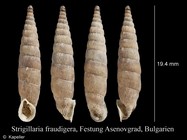 Strigillaria fraudigera