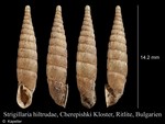 Strigillaria hiltrudae