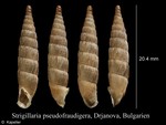 Strigillaria pseudofraudigera