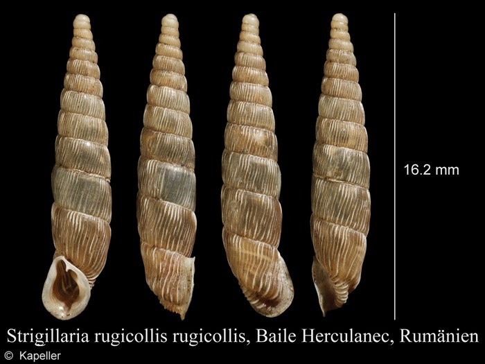 Strigillaria rugicollis