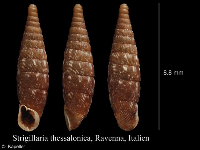 Strigillaria thessalonica