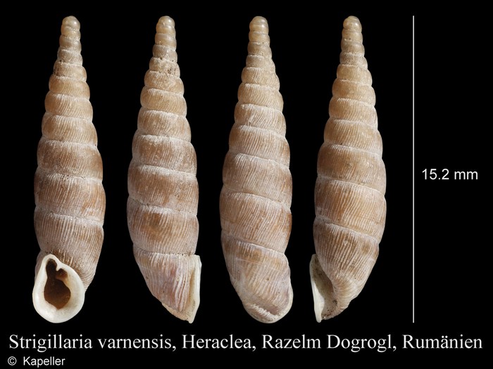 Strigillaria varnensis