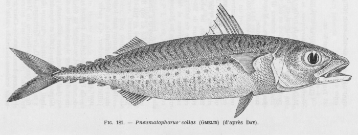Poll (1947, fig. 181) Poll (1947, fig. 181)