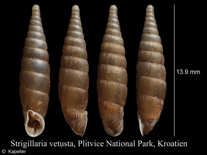 Strigillaria vetusta Strigillaria vetusta