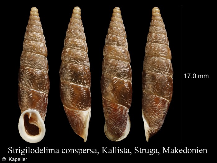 Strigilodelima conspersa