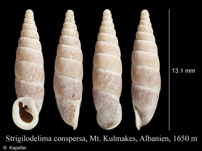 Strigilodelima conspersa Strigilodelima conspersa