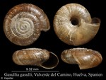 Suboestophora gasulli