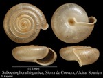 Suboestophora hispanica