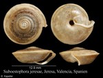 Suboestophora jeresae