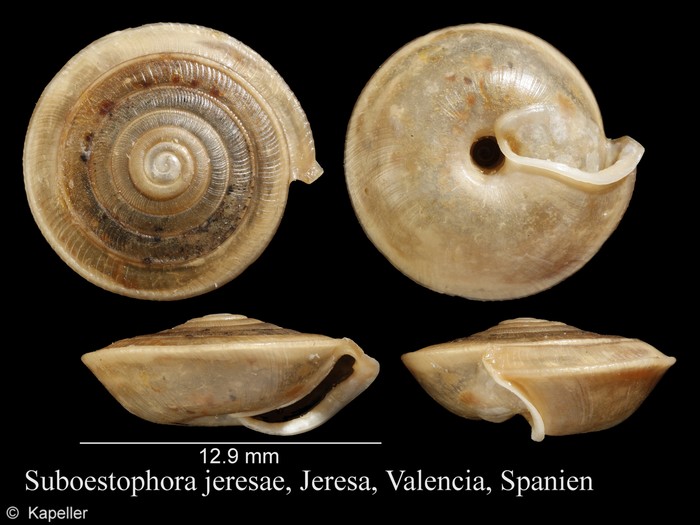 Suboestophora jeresae Suboestophora jeresae