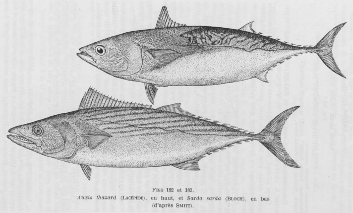 Poll (1947, fig. 182 & 183) Poll (1947, fig. 182 & 183)