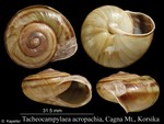 Tacheocampylaea acropachia