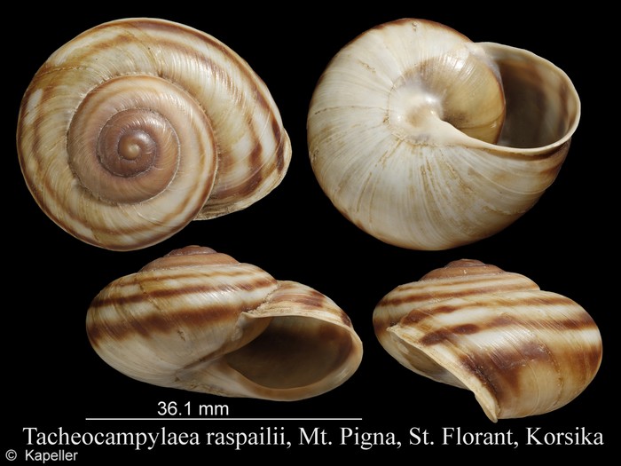 Tacheocampylaea raspailii Tacheocampylaea raspailii