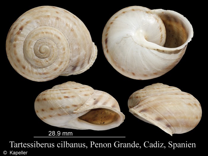 Tartessiberus cilbanus Tartessiberus cilbanus