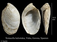 Testacella haliotidea
