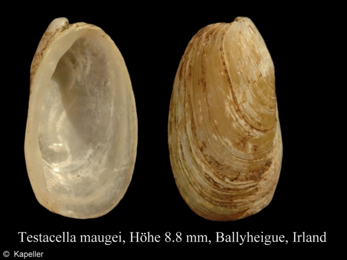 Testacella maugei