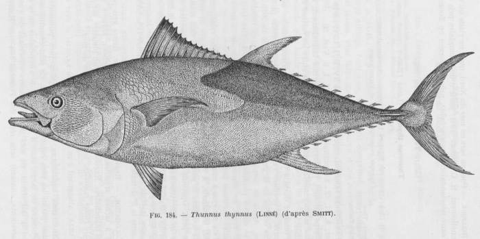 Poll (1947, fig. 184) Poll (1947, fig. 184)