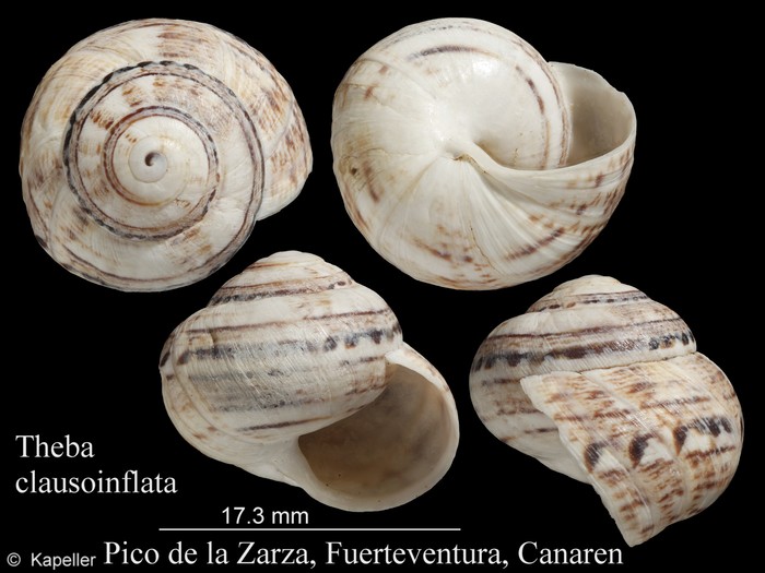 Theba clausoinflata Theba clausoinflata
