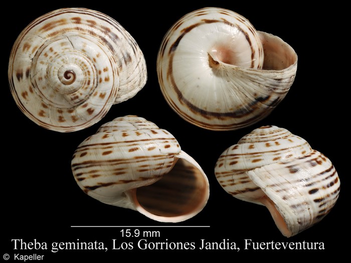 Theba geminata Theba geminata