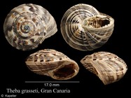 Theba grasseti