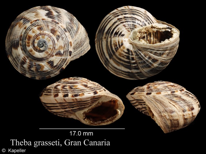 Theba grasseti Theba grasseti