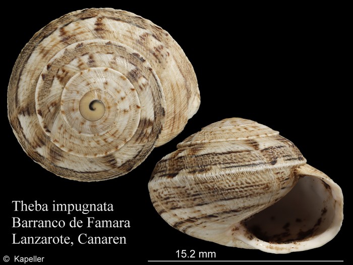 Theba impugnata Theba impugnata