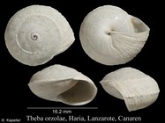 Theba orzolae