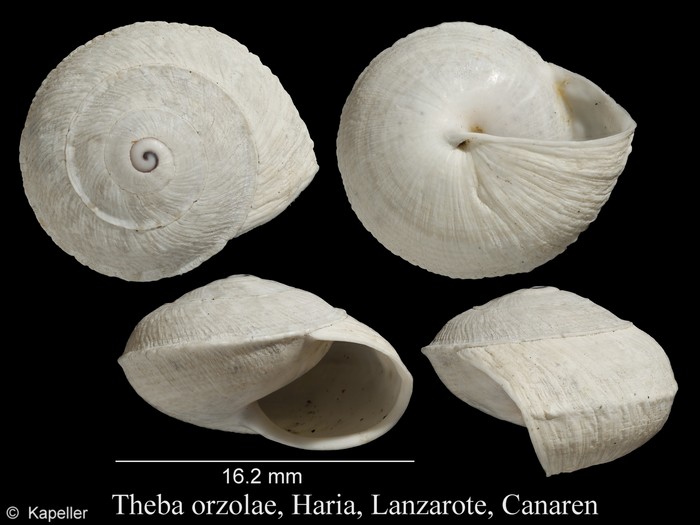 Theba orzolae Theba orzolae