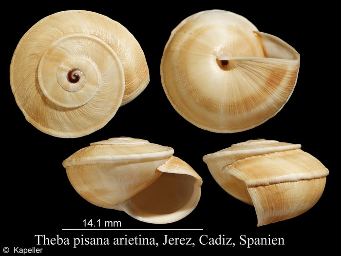 Theba pisana arietina