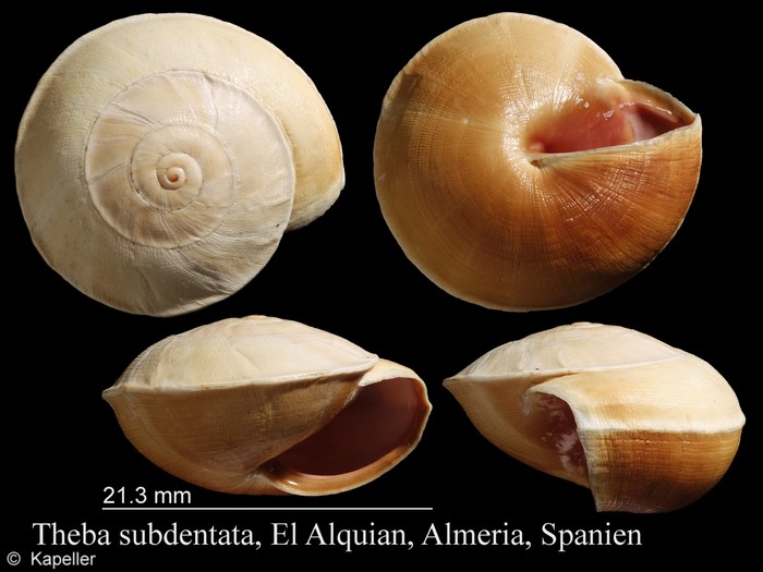 Theba subdentata Theba subdentata