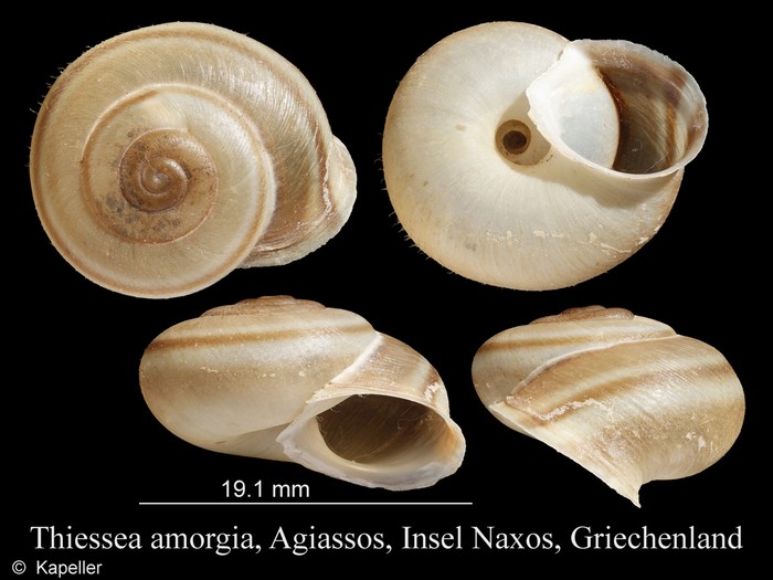 Thiessea amorgia Thiessea amorgia