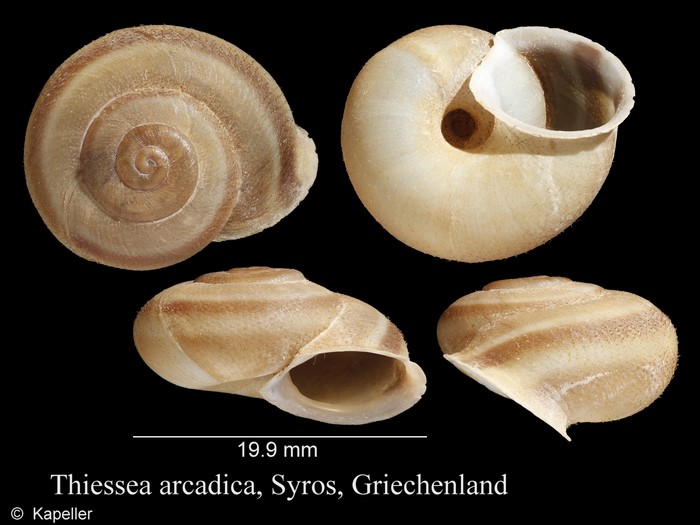 Thiessea arcadica