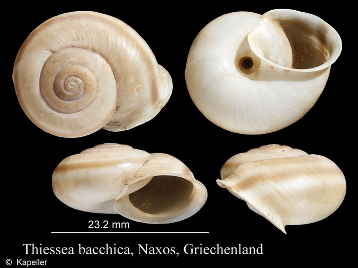 Thiessea bacchica
