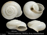 Thiessea euboeae