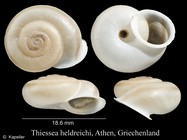 Thiessea heldreichi