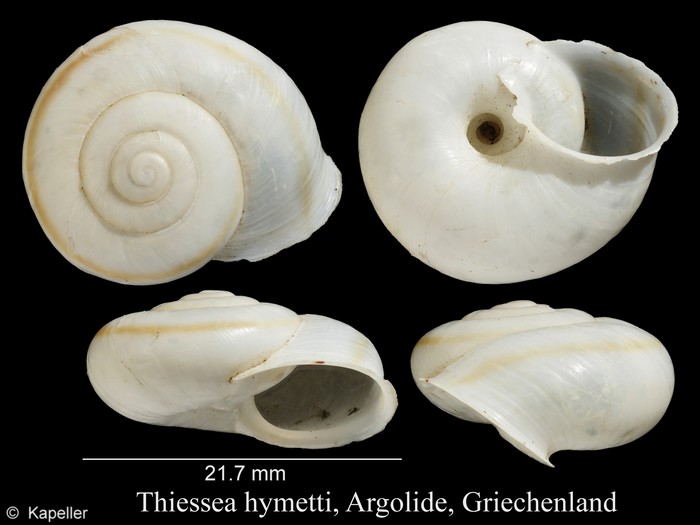 Thiessea hymetti Thiessea hymetti