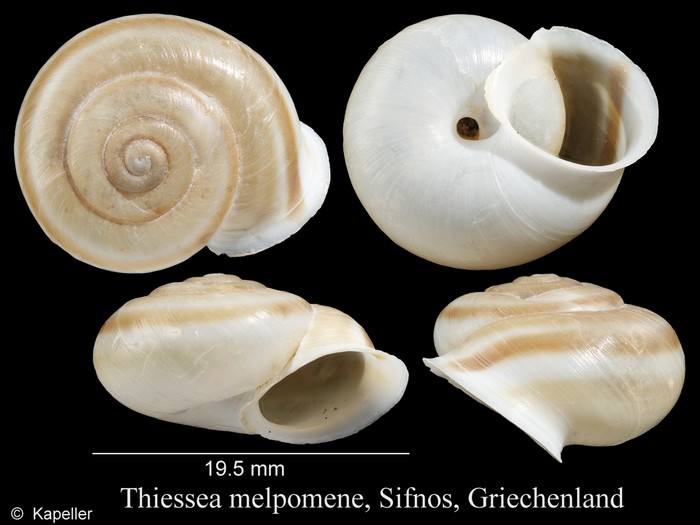 Thiessea melpomene