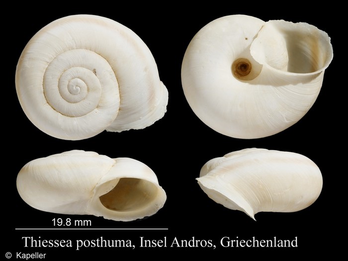 Thiessea posthuma Thiessea posthuma