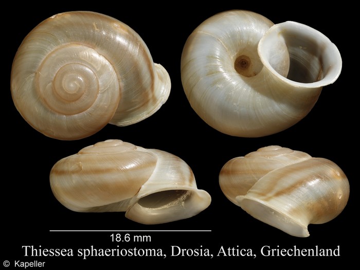 Thiessea sphaeriostoma Thiessea sphaeriostoma