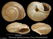 Thiessea sphaeriostoma