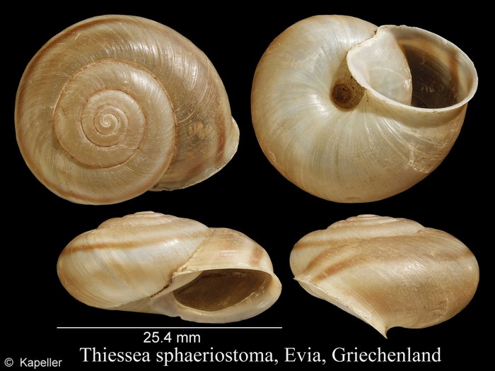 Thiessea sphaeriostoma Thiessea sphaeriostoma