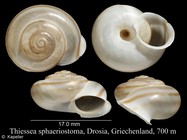 Thiessea sphaeriostoma